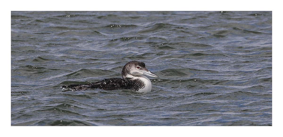 Loon