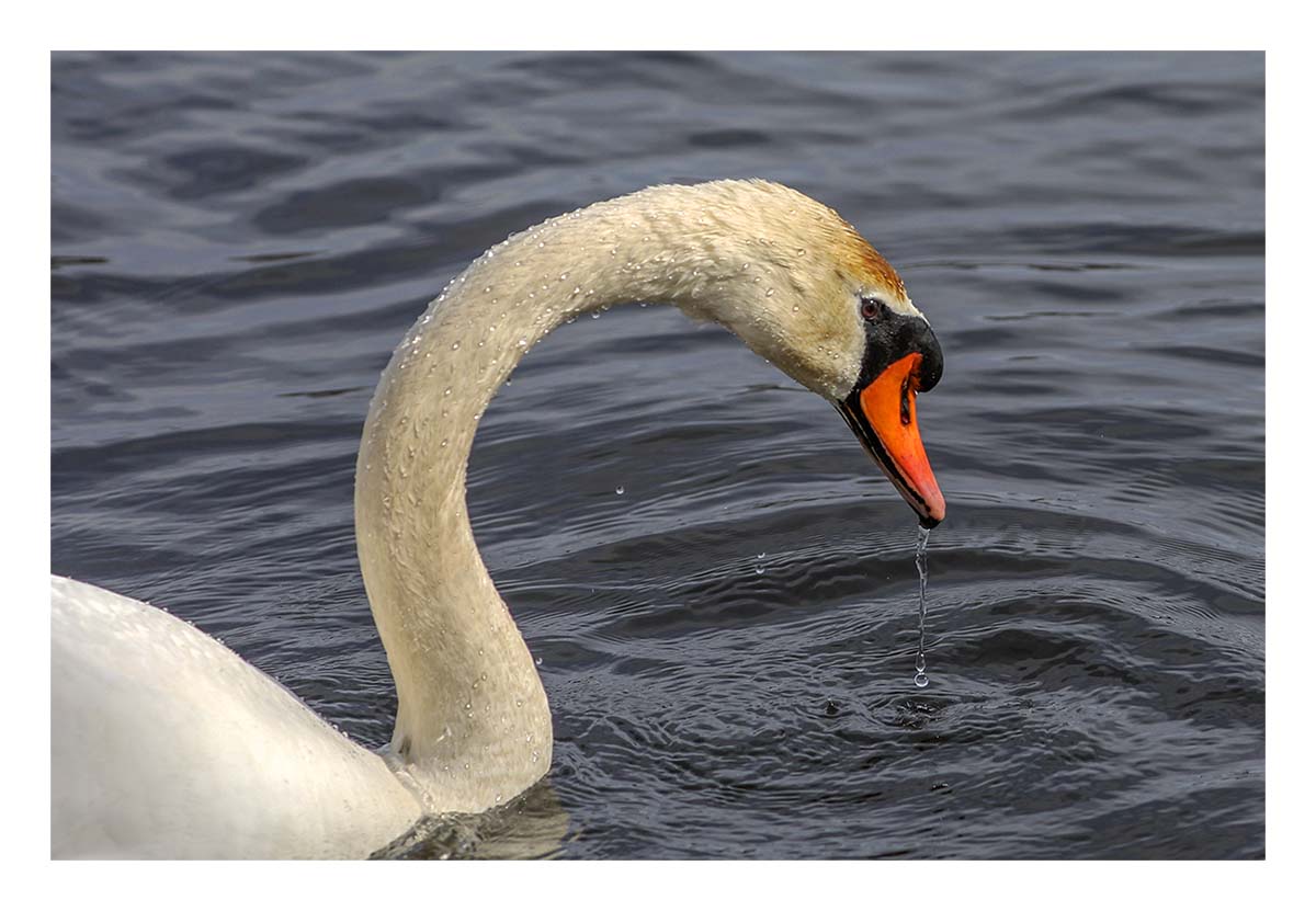 Swan