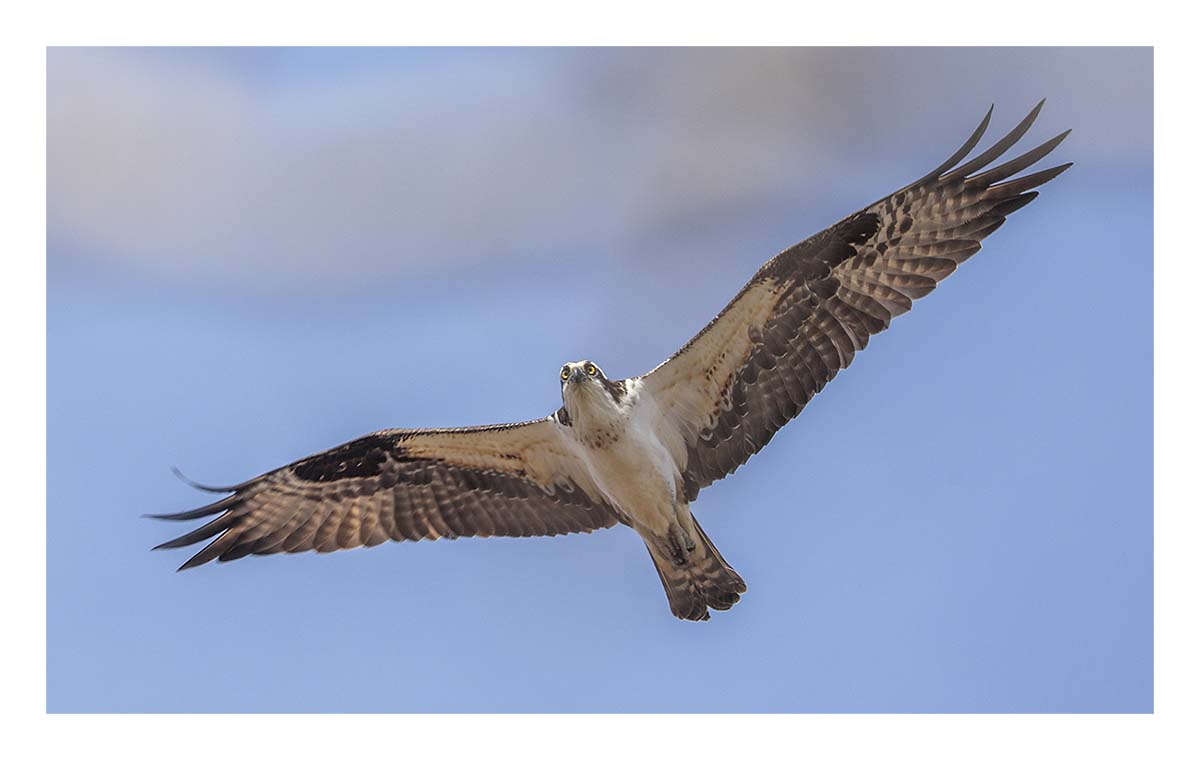 Osprey
