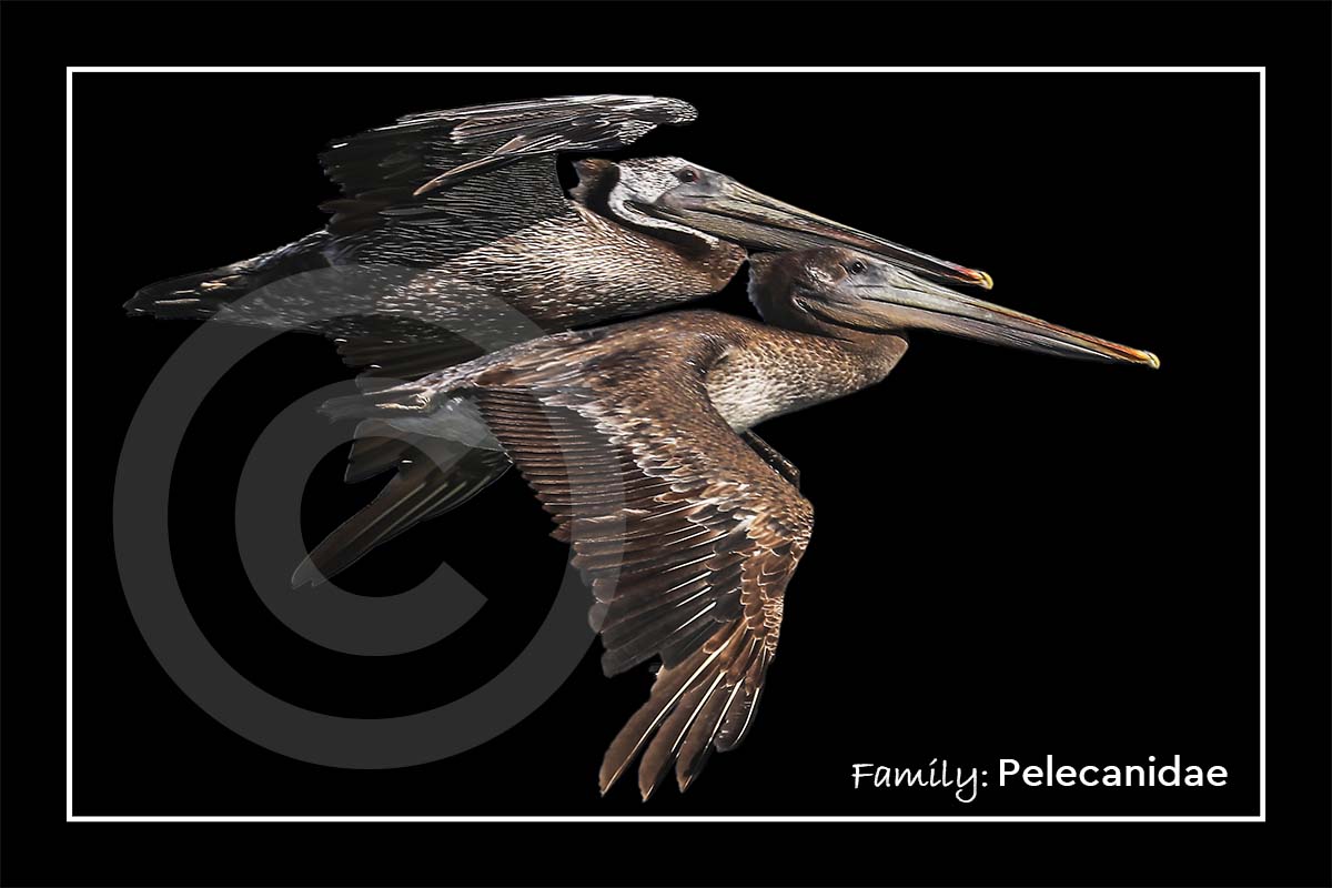 Pelican