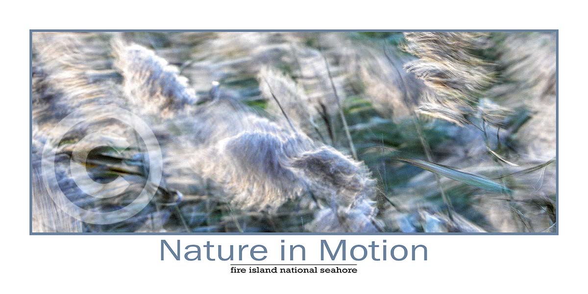 Nature in Motion