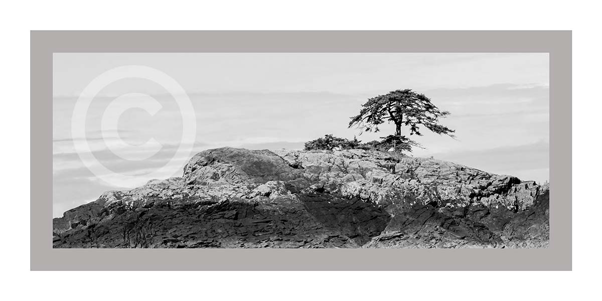 Solo Tree in BW