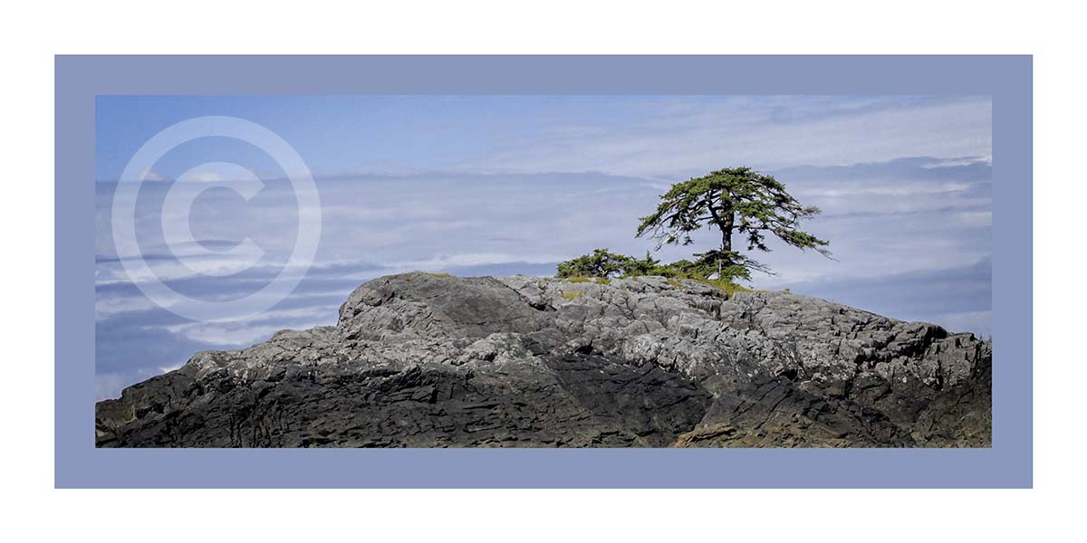 Solo Tree