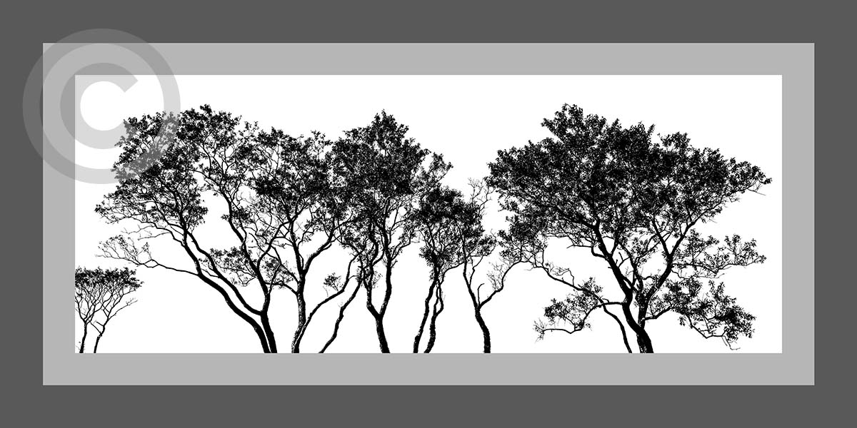 Old Field Tree
