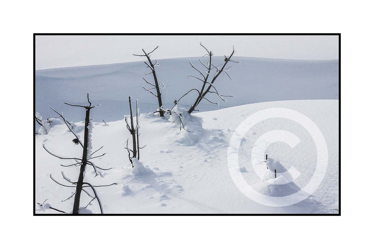Branches