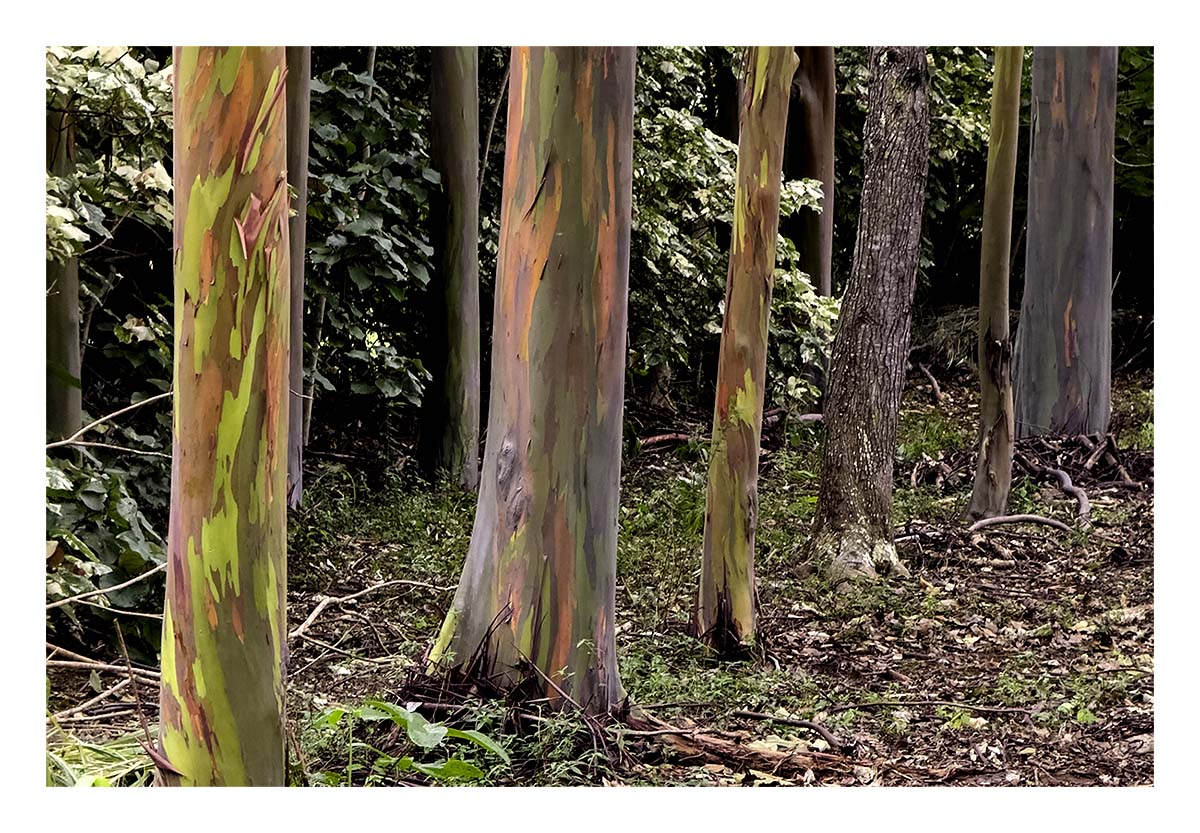 Kauai, Hawaii