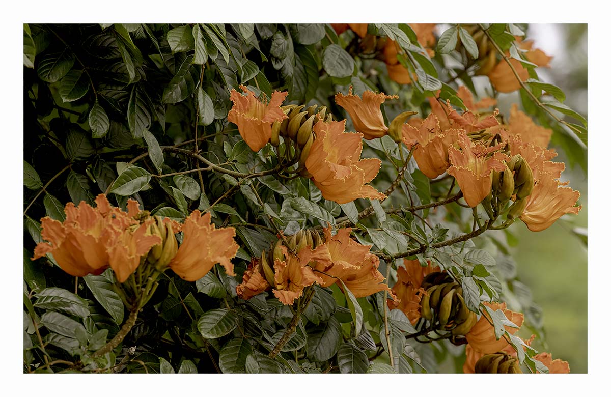 Kilohana Plantation