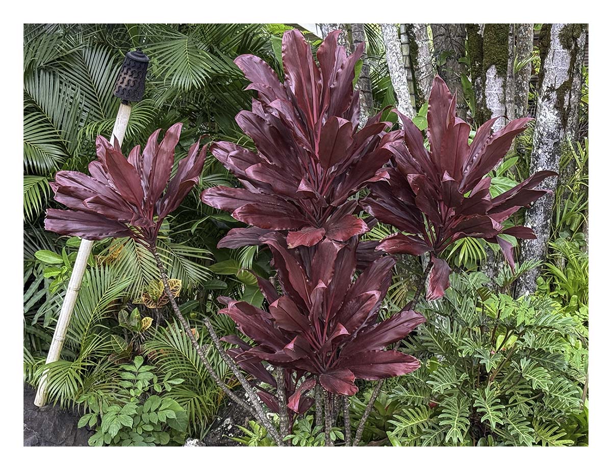 Kilohana Plantation