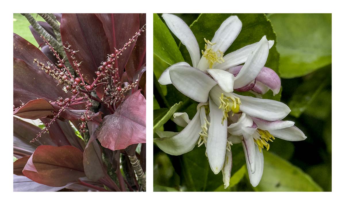 Kilohana Plantation