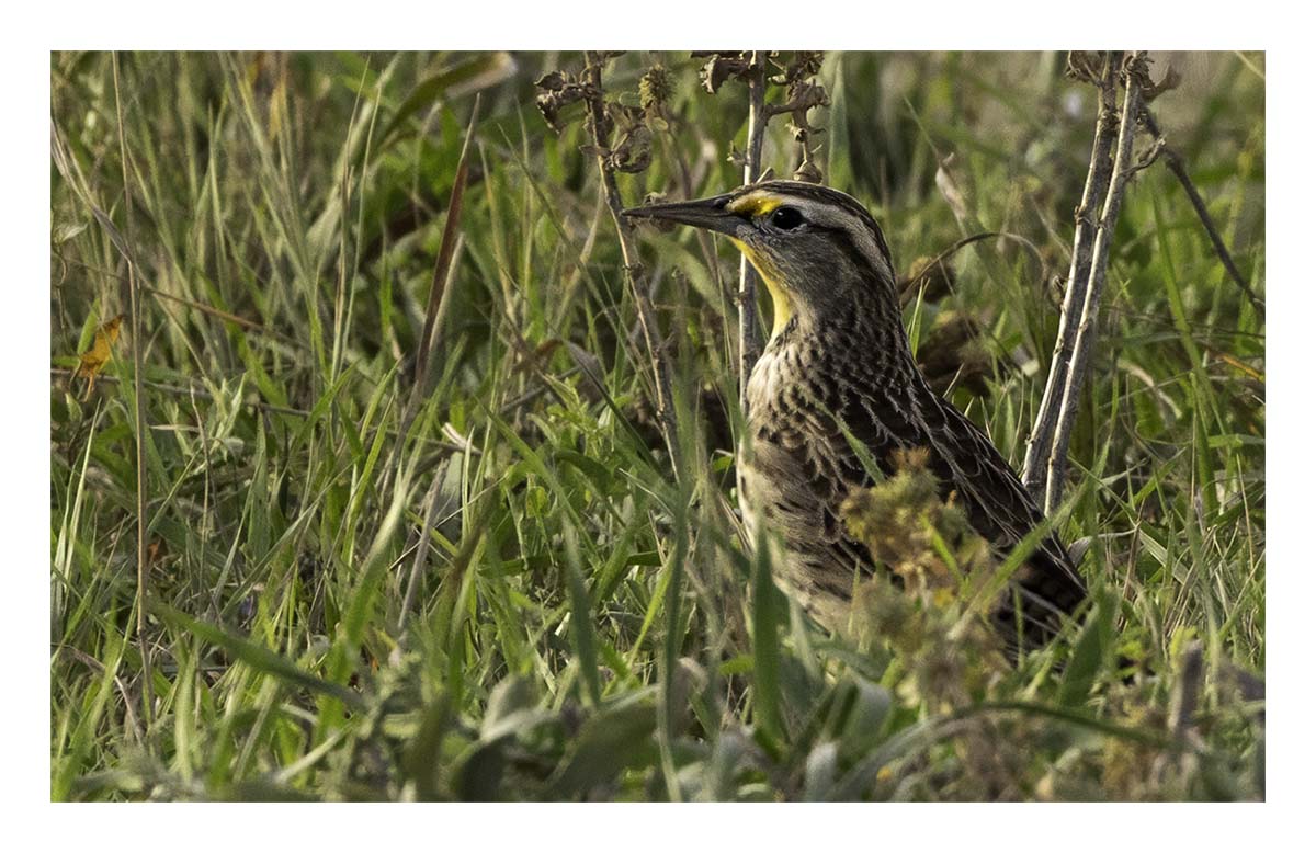 Badland National Park