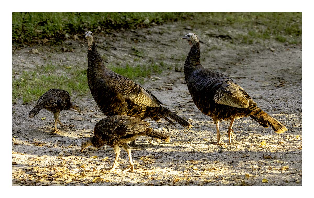 Morton NWR