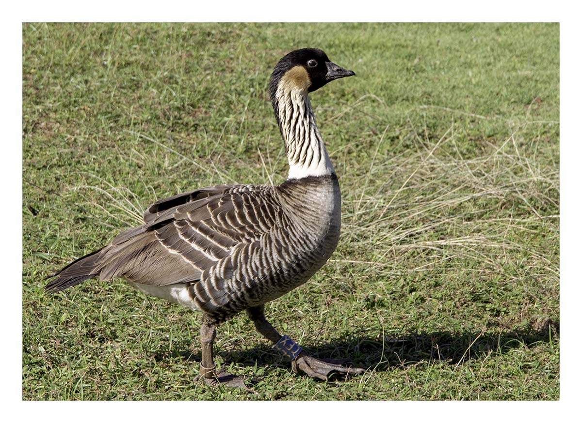 Kilauea Piint NWR