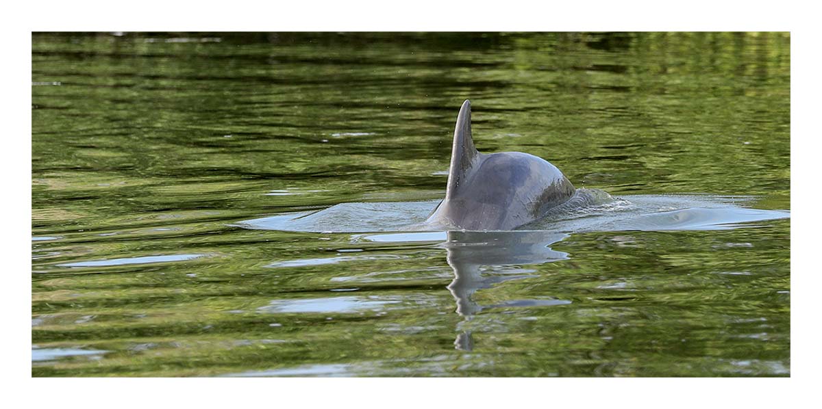 Dolphin