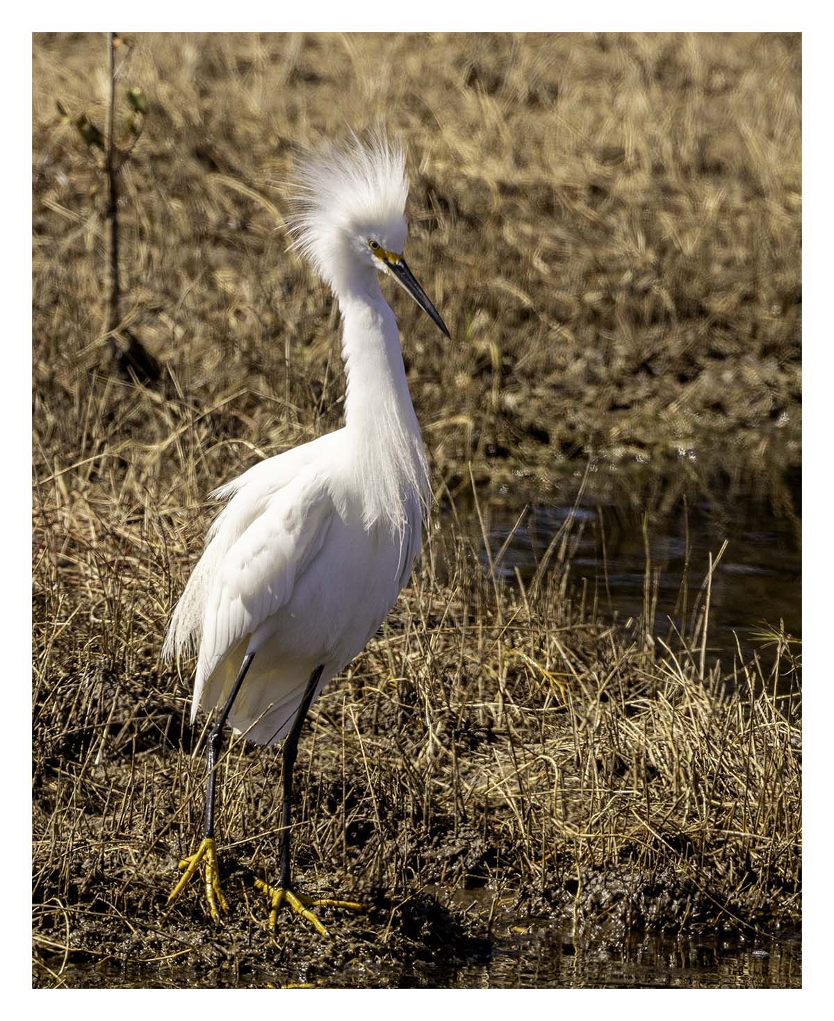 Snowy Egret