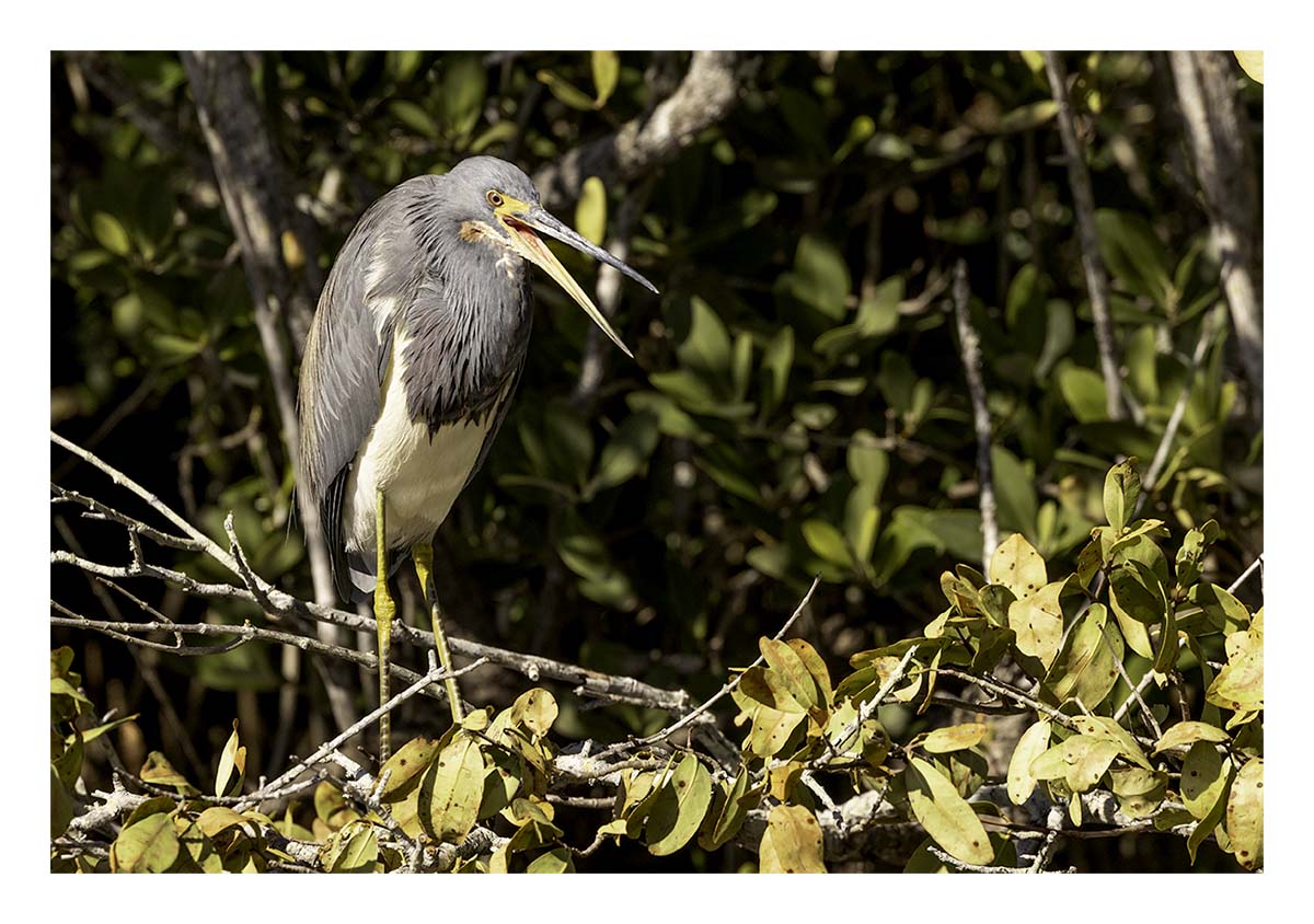 Tricolored Heron