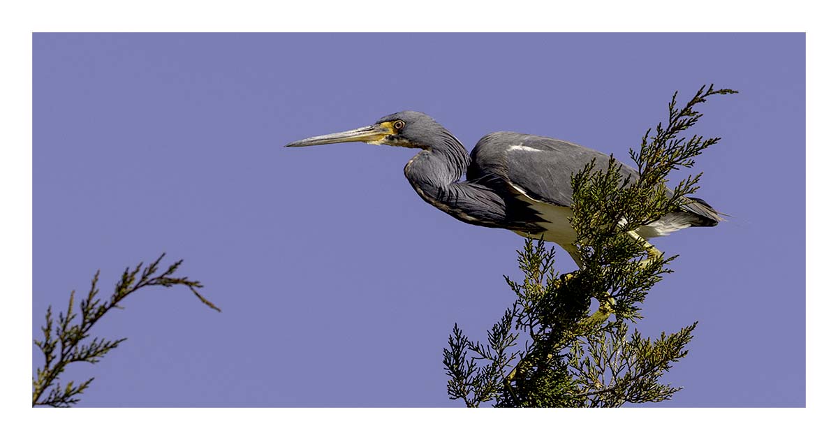 Tricolored Heron