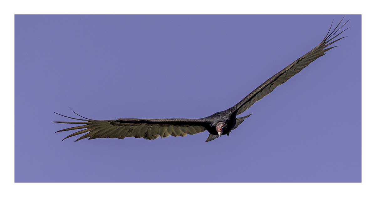 Black Vulture