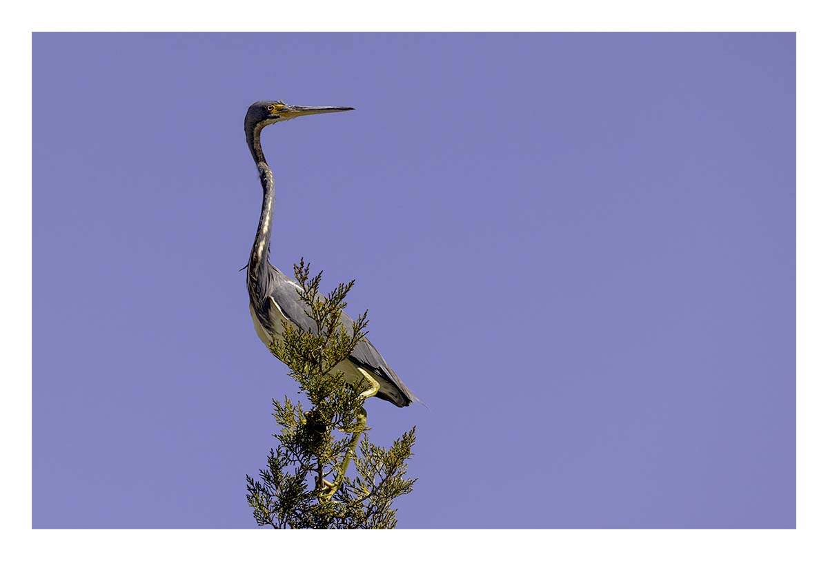 Tricolored Heron