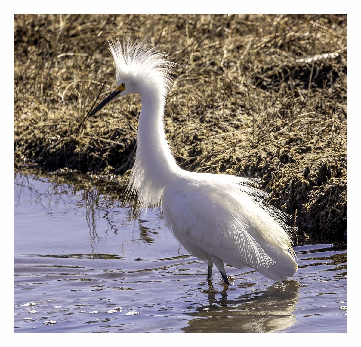 Snowy Egret