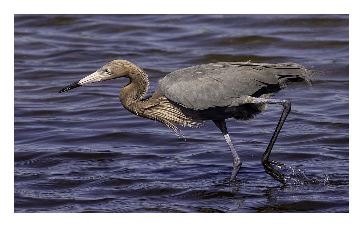 Reddish Egret