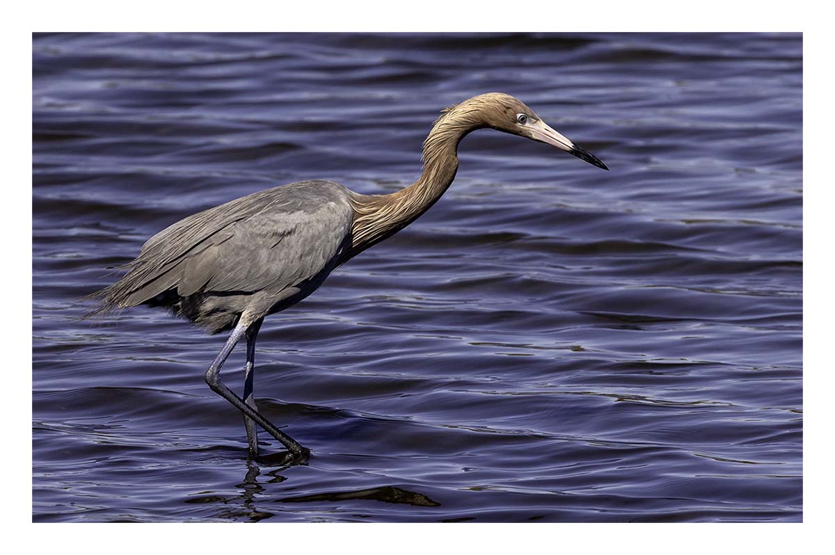 Reddish Egret