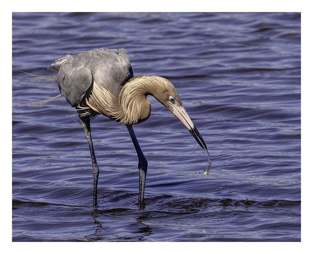 Reddish Egret