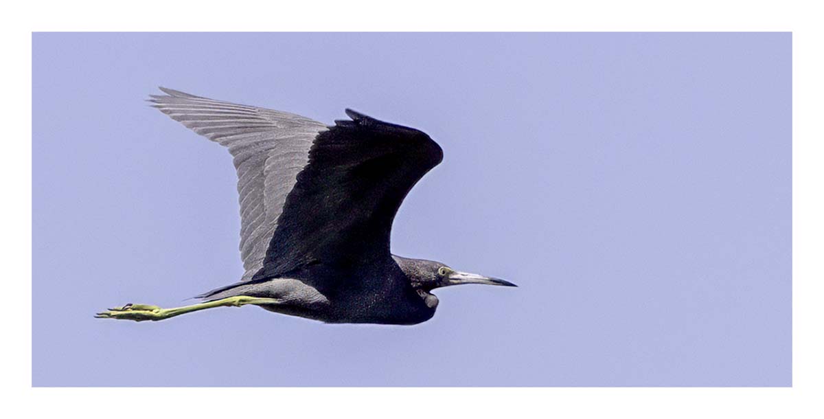 Little Blue Heron