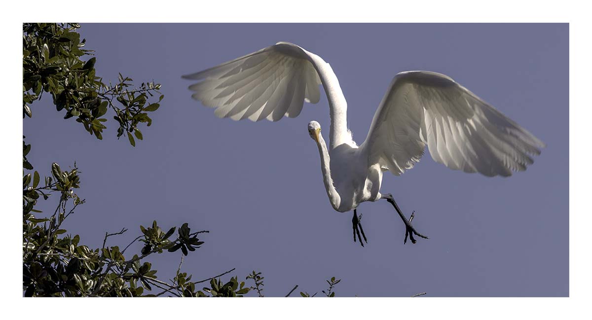 Great Egret