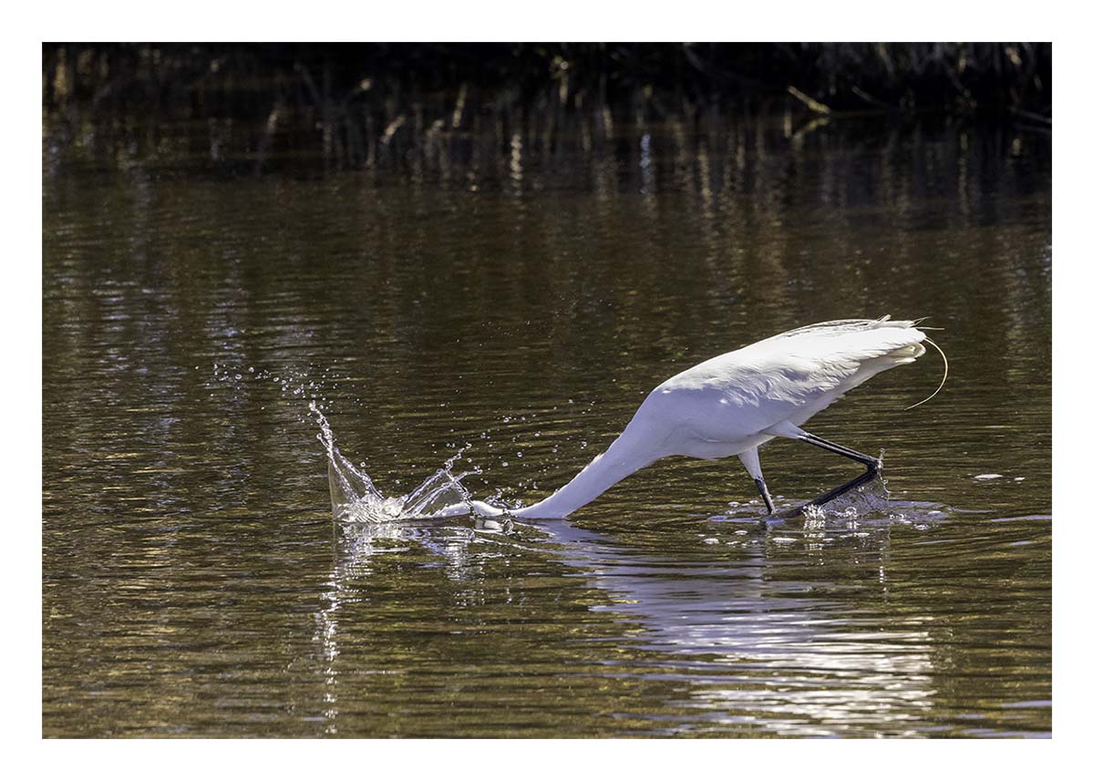 Great Egret