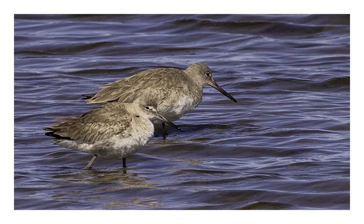 Willet