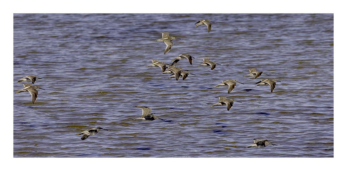 Willet