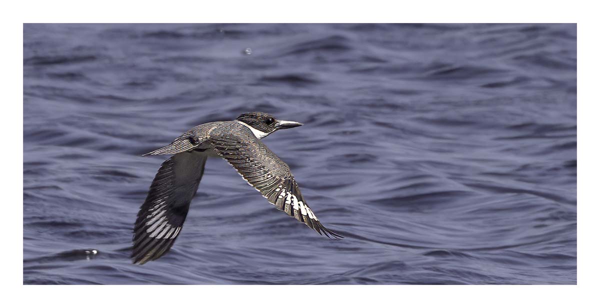 Belted Kingfisher