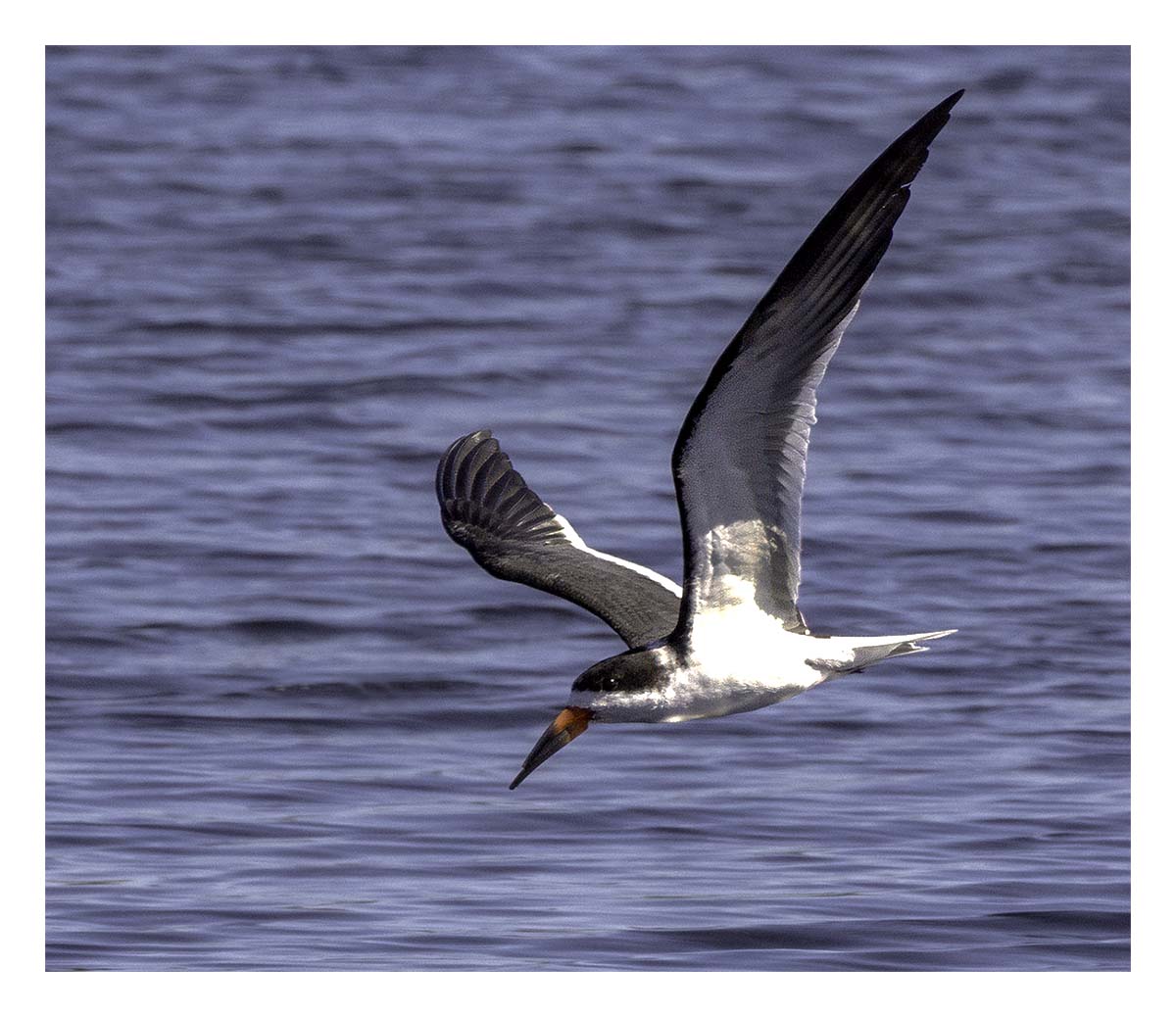 Black Skimmer