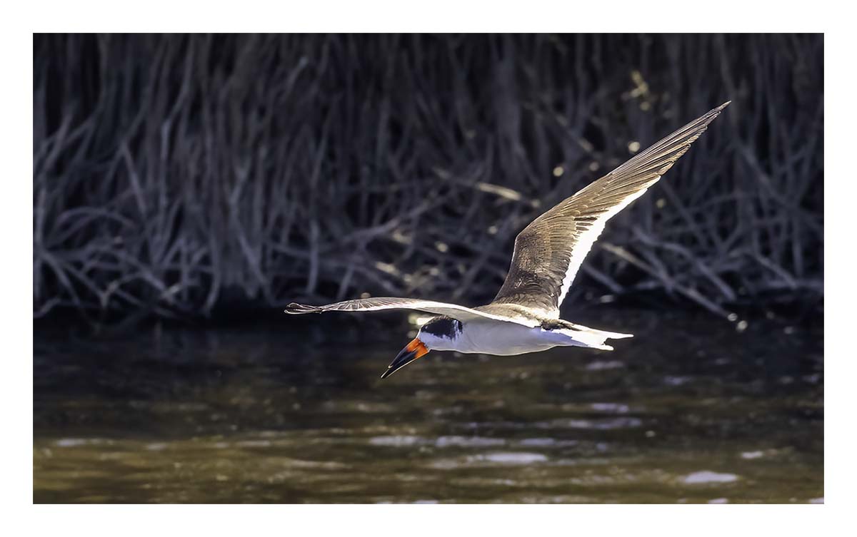 Black Skimmer