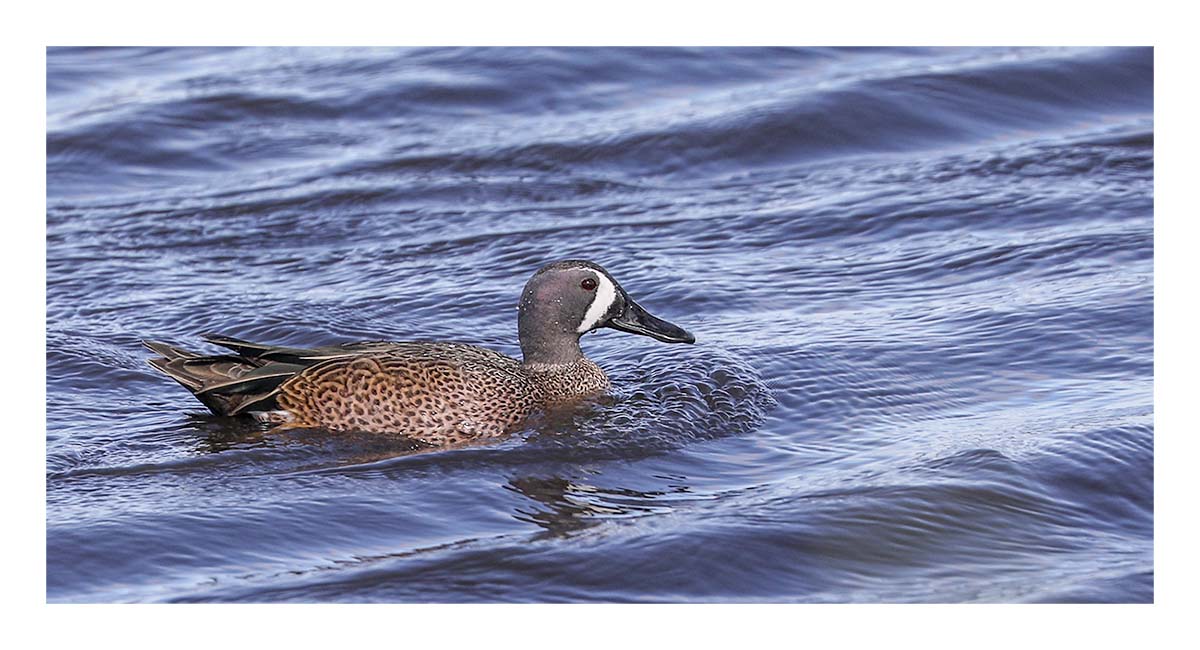Blue-Winged Teal