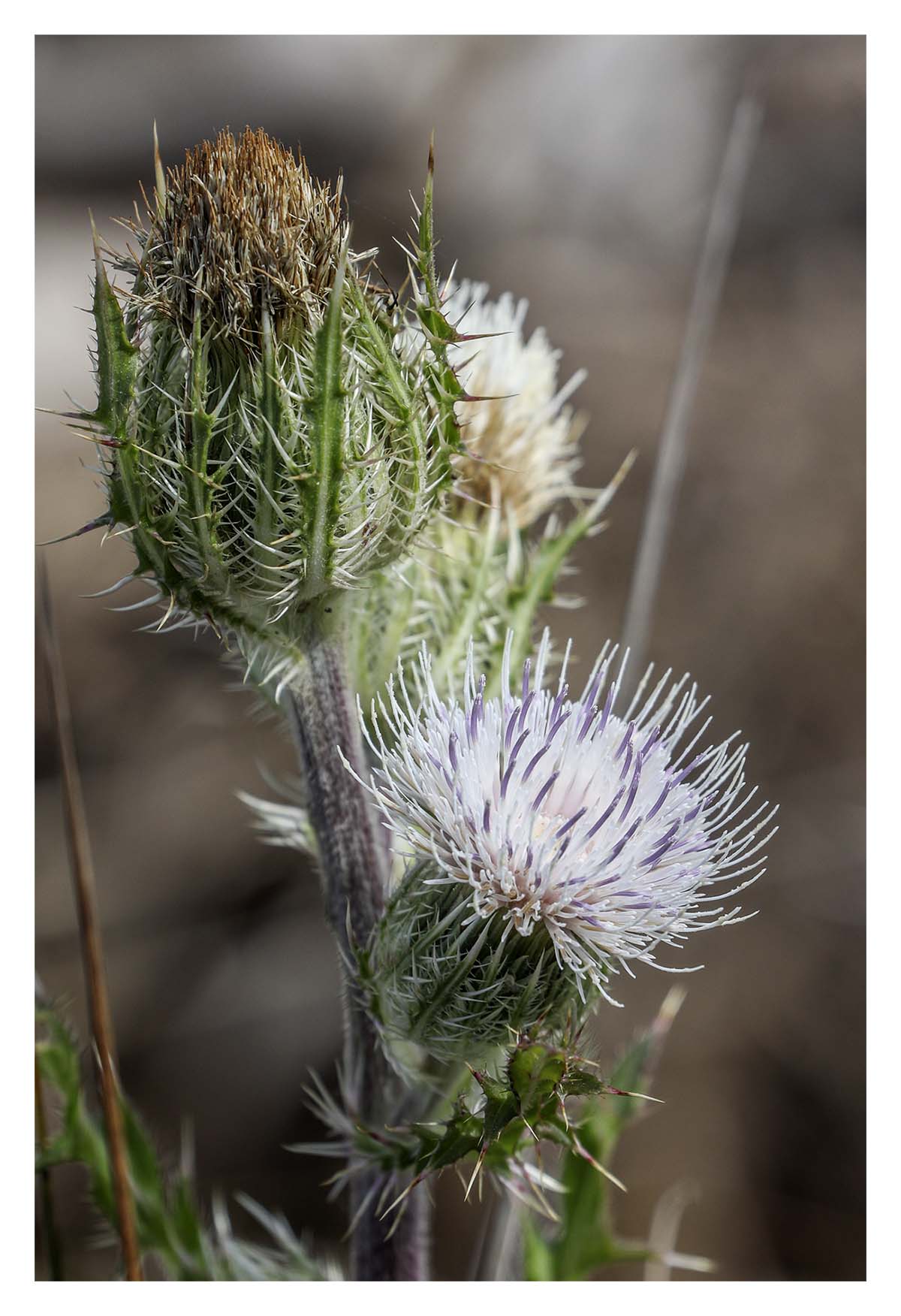 Merritt Island