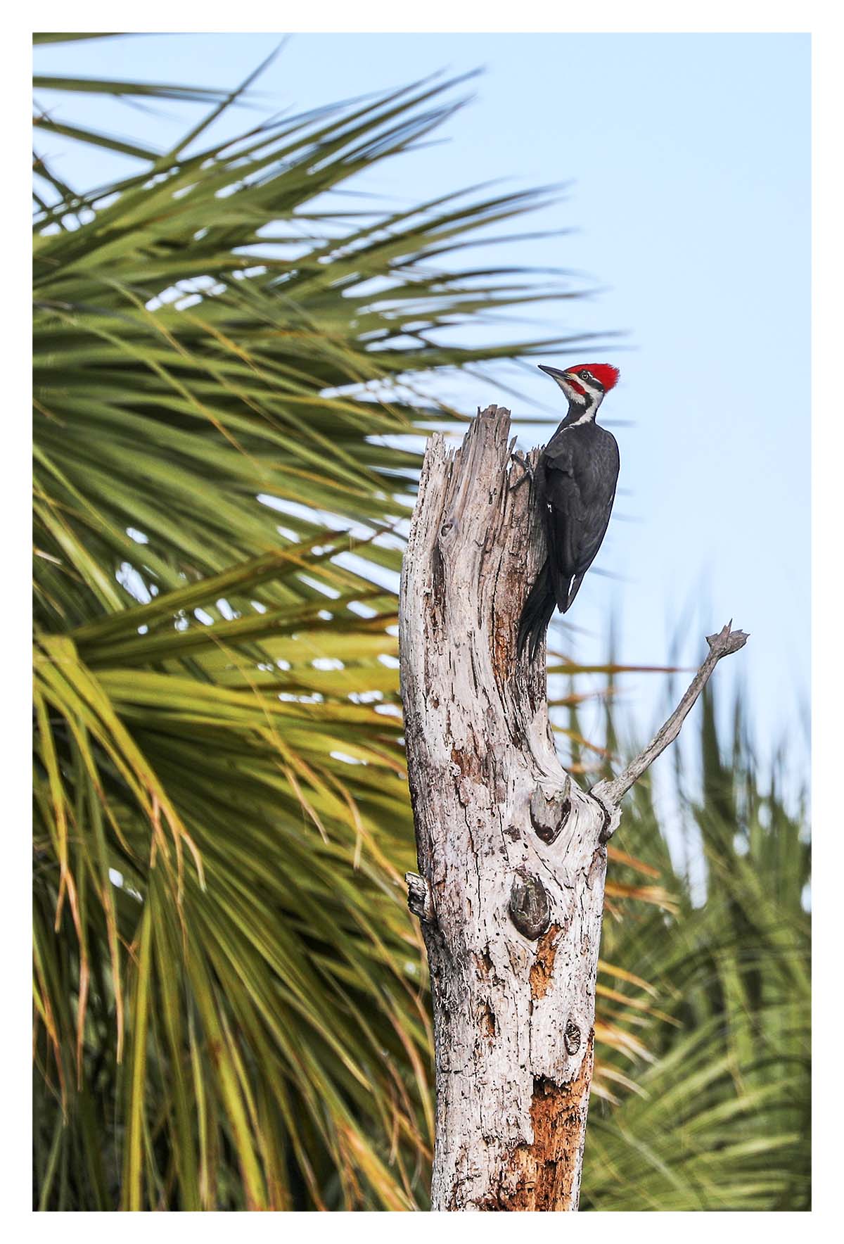 Woodpecker