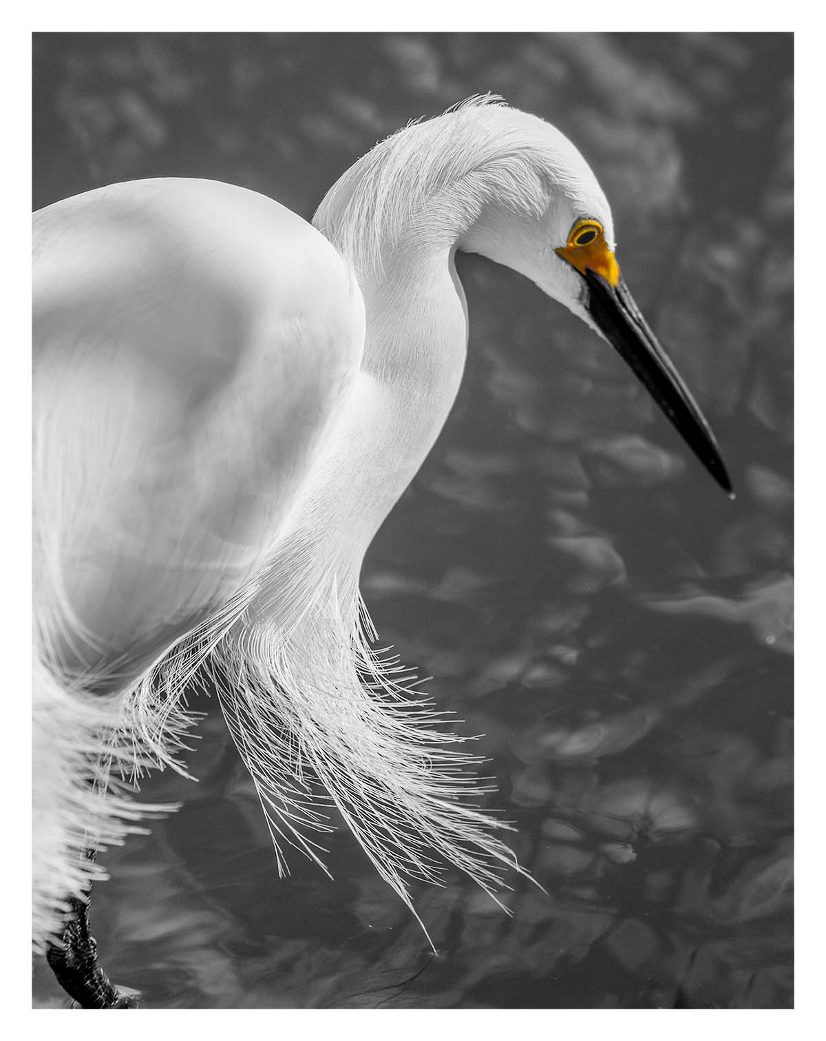 Snowy Egret