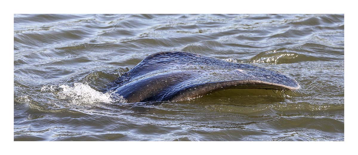 Manatee