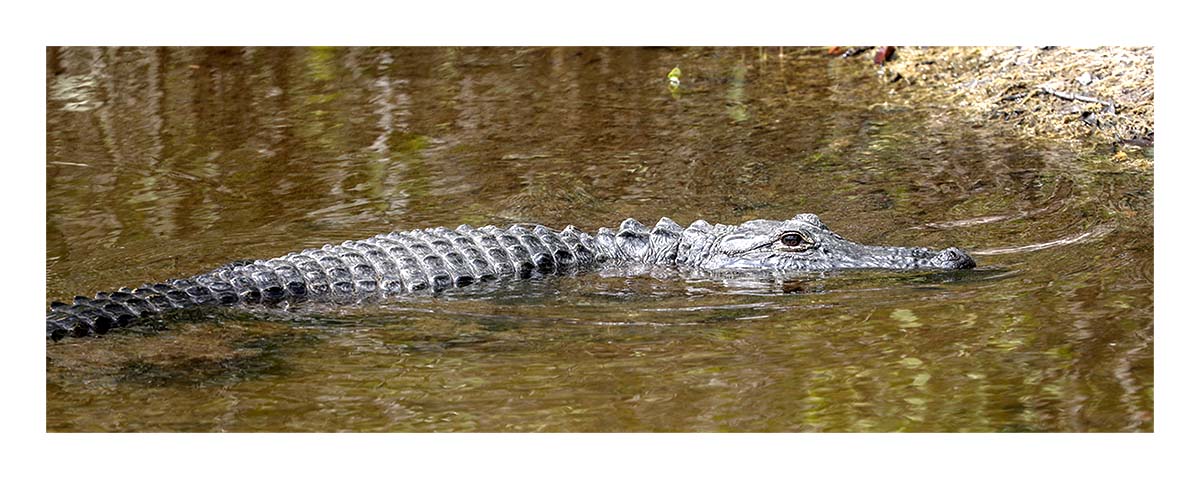 Alligator