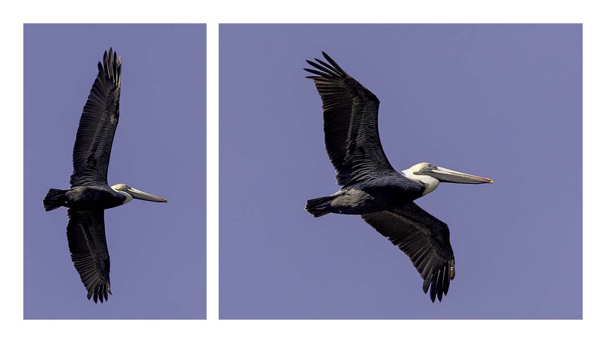 Pelican Island NWR