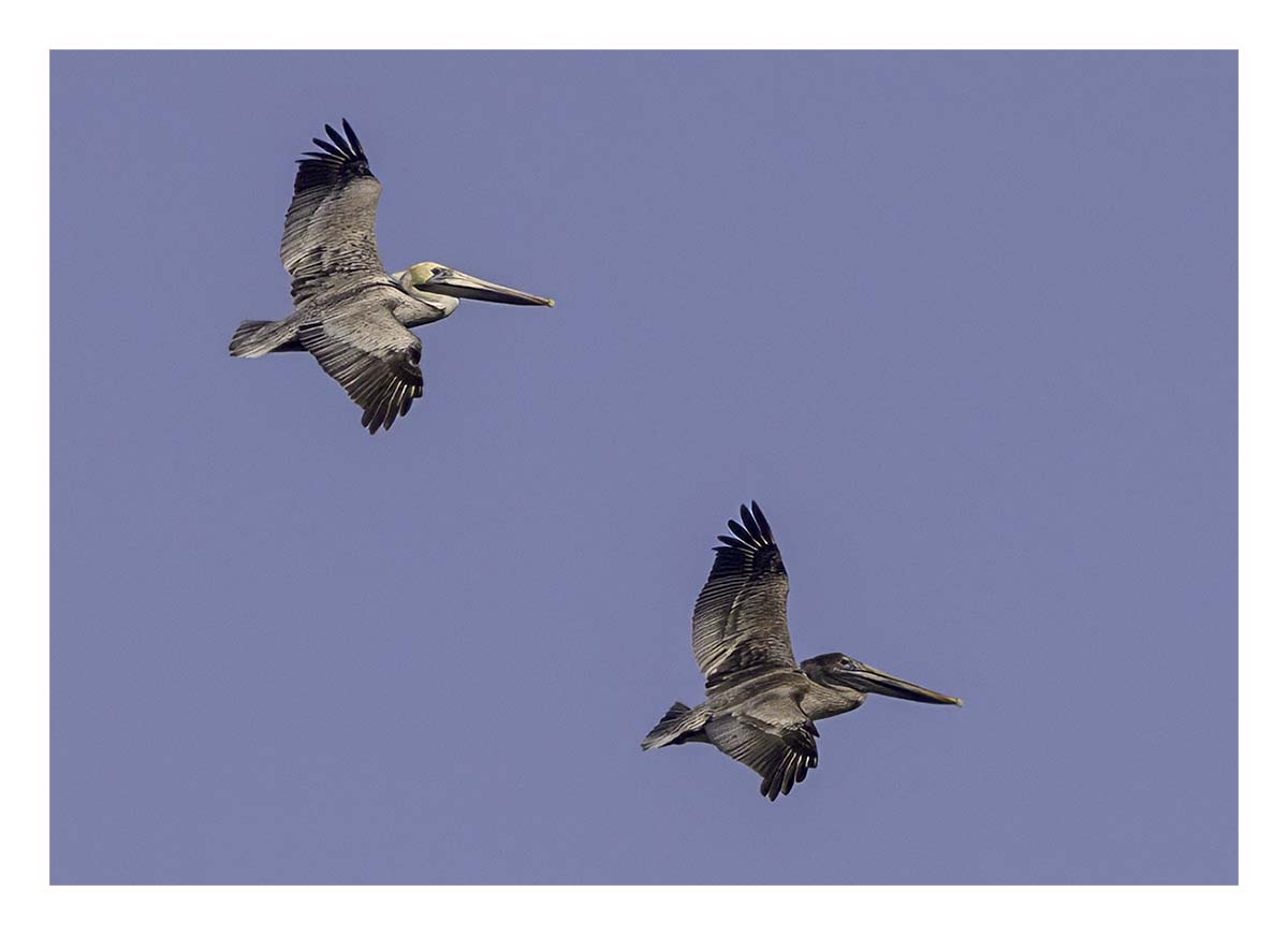 Pelican Island NWR