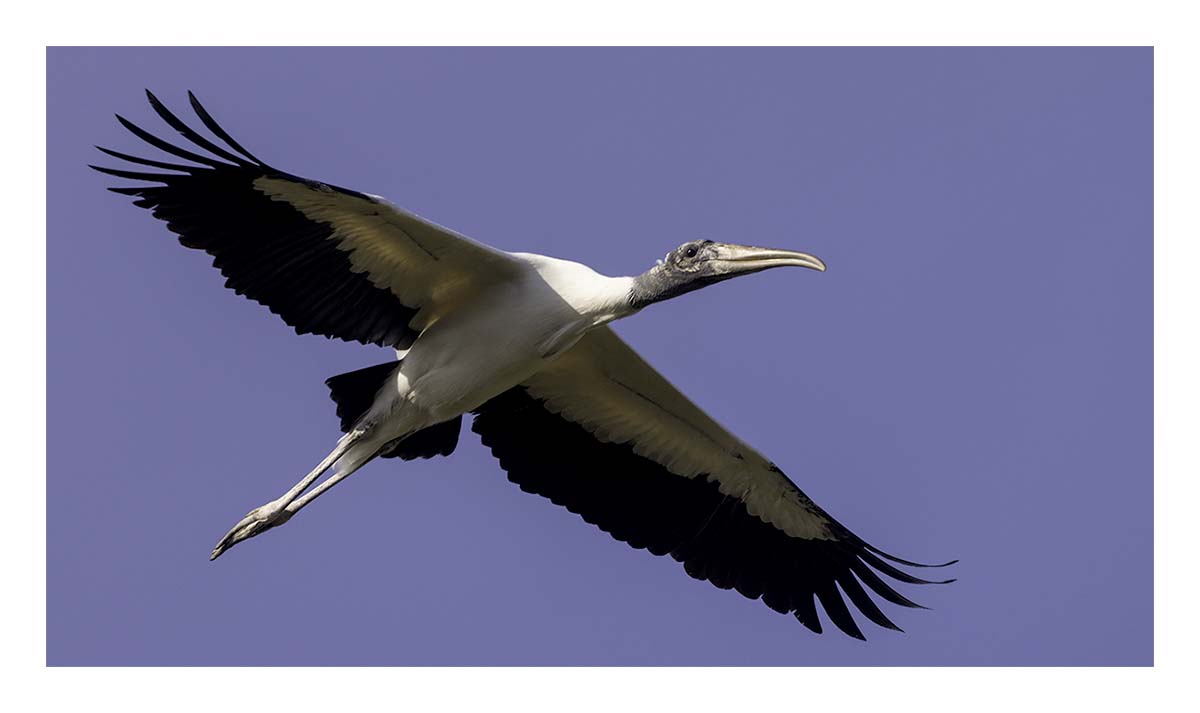 Pelican Island NWR