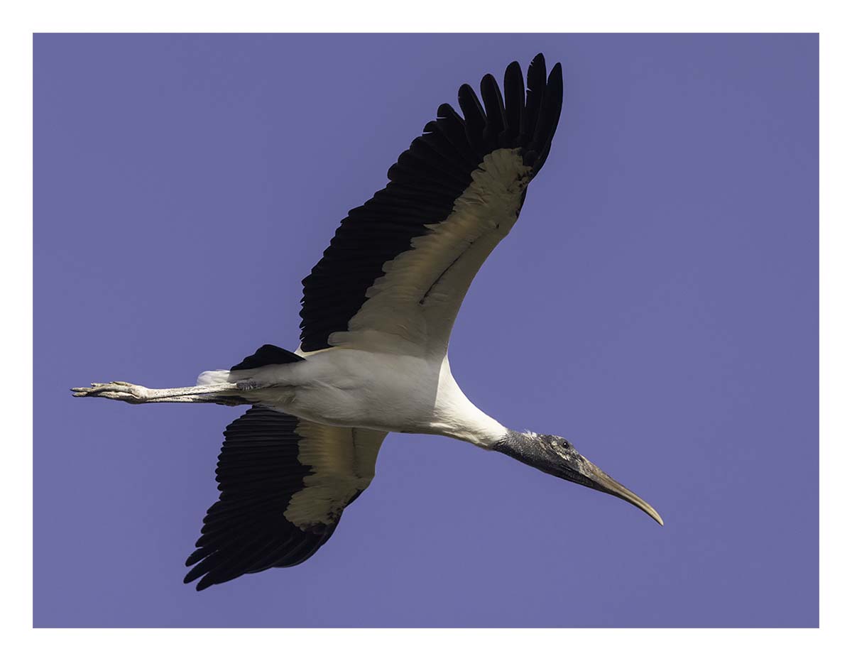 Pelican Island NWR