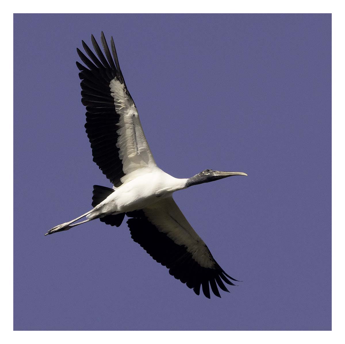 Pelican Island NWR