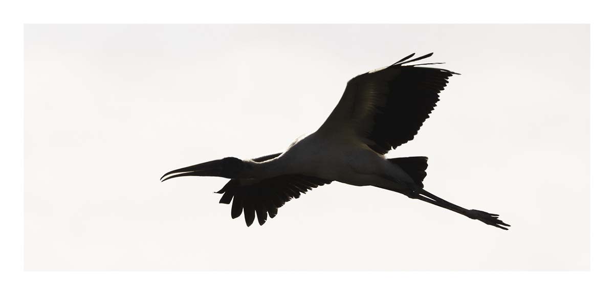 Pelican Island NWR