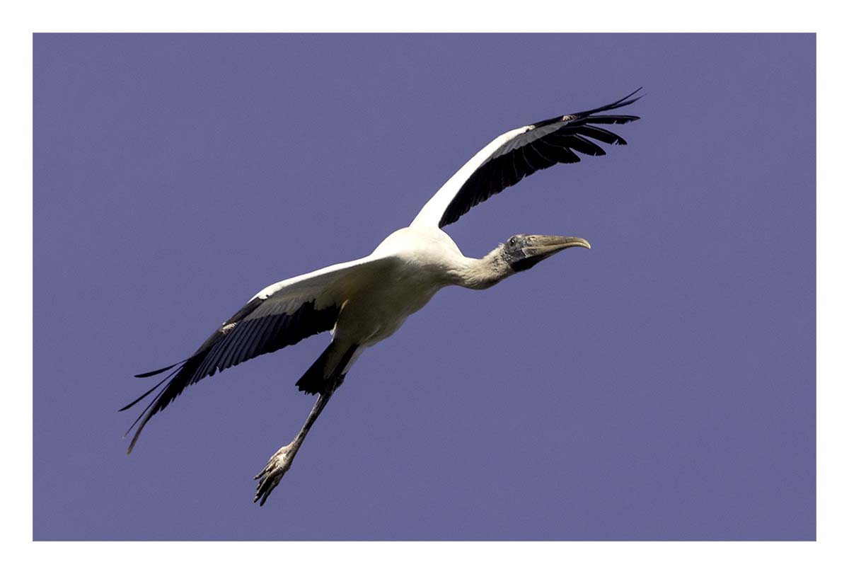 Pelican Island NWR