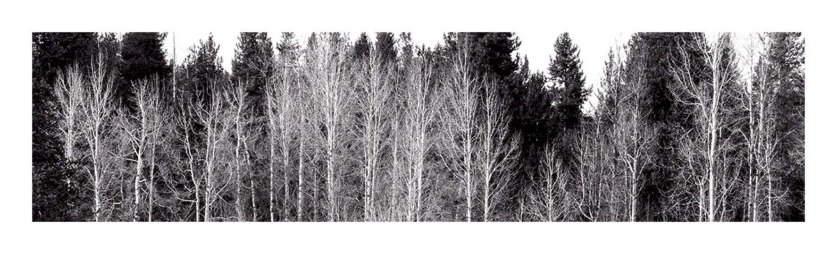 BCJ Spring in Yellowstone - Grand Teton
