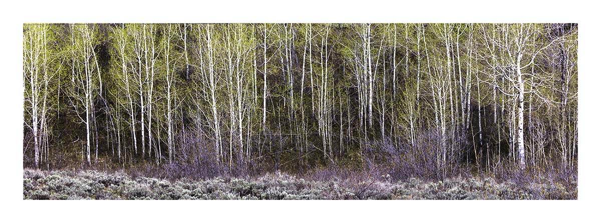 BCJ Spring in Yellowstone - Grand Teton
