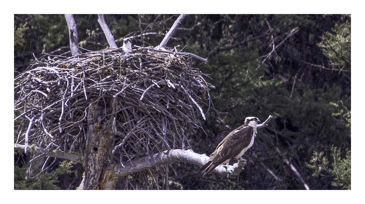 BCJ Spring in Yellowstone - Grand Teton